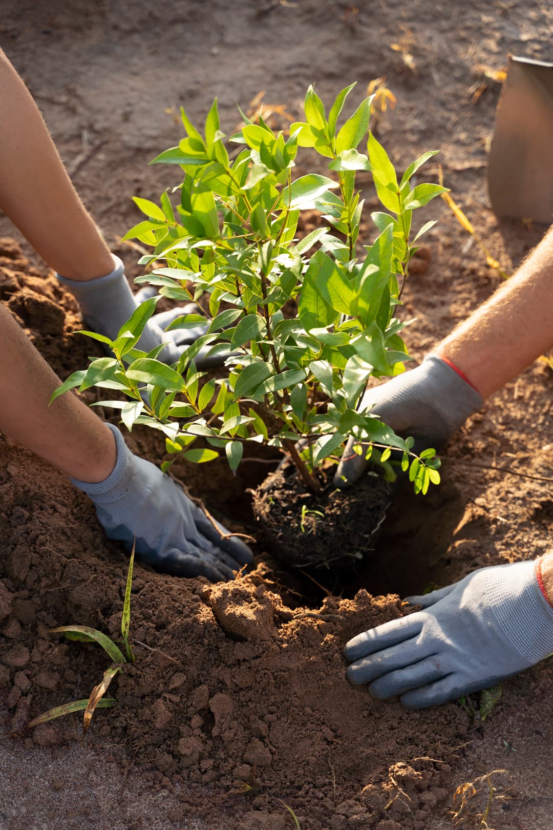 gente-plantando-arboles-en-el-campo